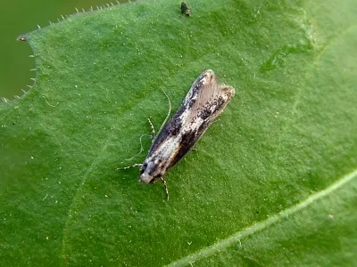 Blastodacna hellerella