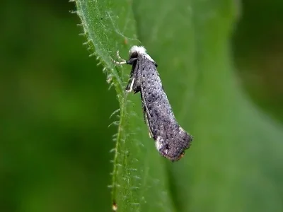 Paraswammerdamia nebulella