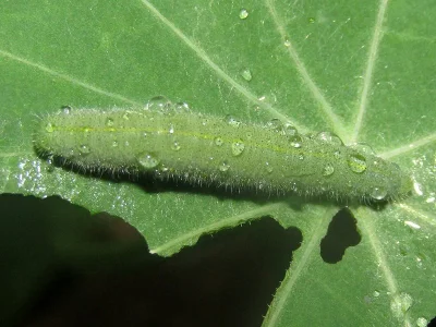 Pieris (Artogeia) rapae