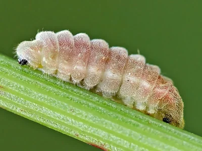 Celastrina (C.) argiolus