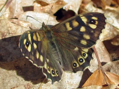 Pararge aegeria