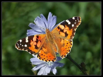 Vanessa cardui