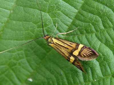 Nemophora degeerella