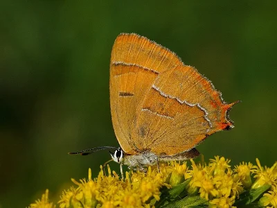 Thecla betulae