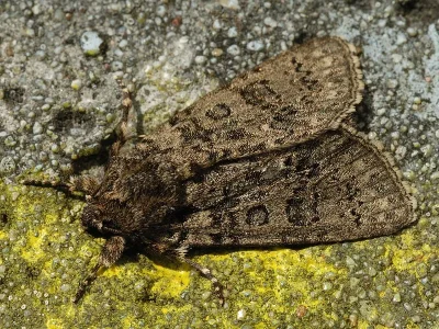 Craniophora ligustri