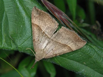 Hypena (Hypena) proboscidalis
