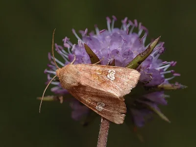 Amphipoea oculea