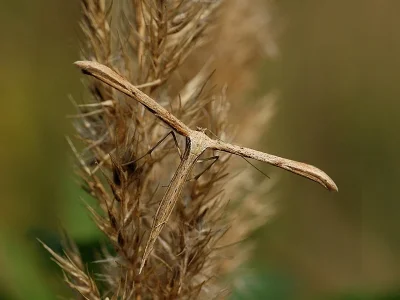 Emmelina monodactyla