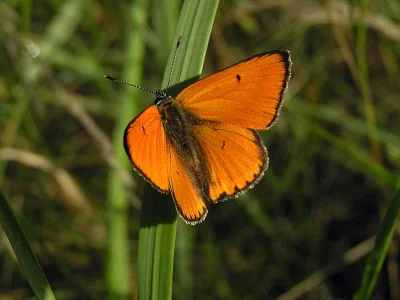 Lycaena (Thersamolycaena) dispar