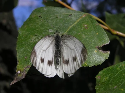 Pieris (Artogeia) napi