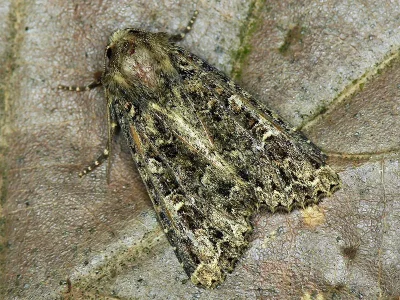 Apamea (Apamea) furva