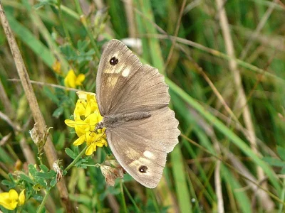 Maniola jurtina