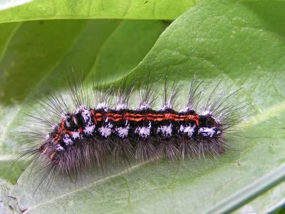 Euproctis (Sphrageidus) similis