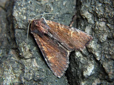 Apamea (Apamea) crenata