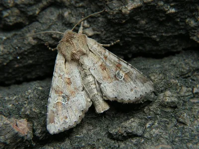 Apamea (Apamea) sordens