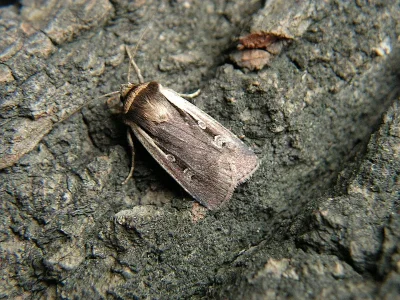 Ochropleura plecta