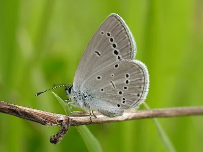 Cupido (Cupido) minimus