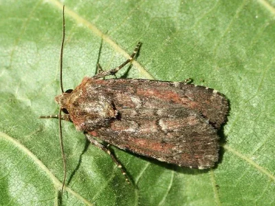 Lycophotia erythrina