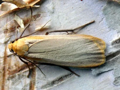 Eilema (Katha) depressa