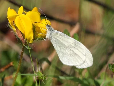Leptidea sinapis