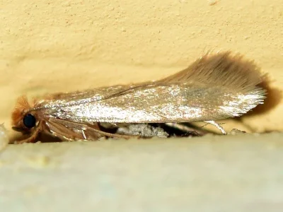 Tineola bisselliella