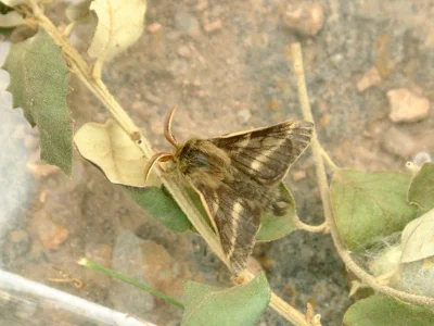 Malacosoma (Malacosoma) alpicola