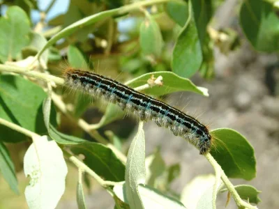 Malacosoma (M.) alpicola