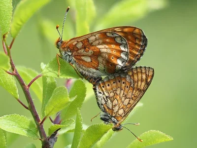Euphydryas (Eurodryas) aurinia