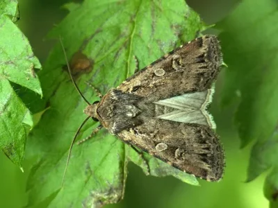 Euxoa (Euxoa) tritici