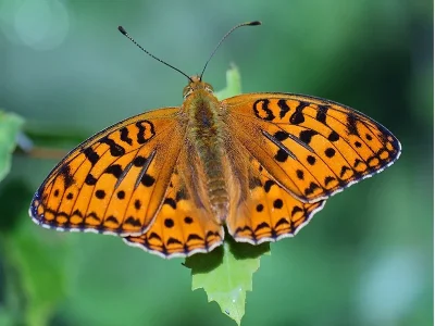 Argynnis (Fabriciana) adippe