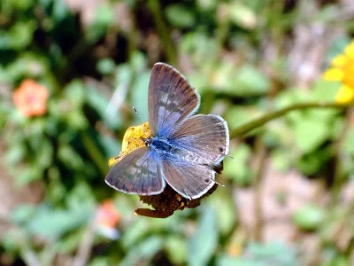 Leptotes pirithous