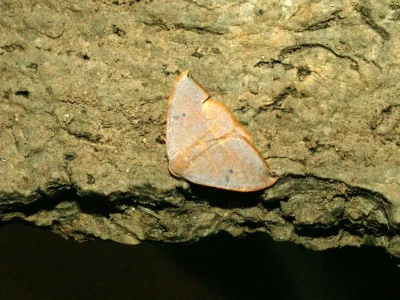 Watsonalla uncinula