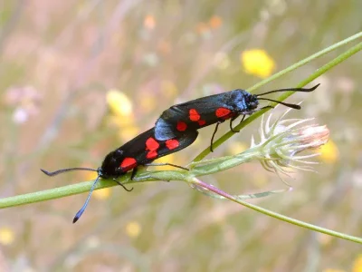 Zygaena (Zygaena) trifolii
