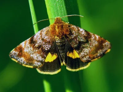 Panemeria tenebrata