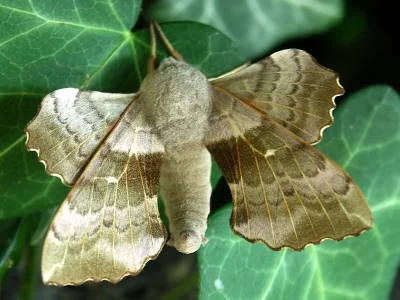 Laothoe populi