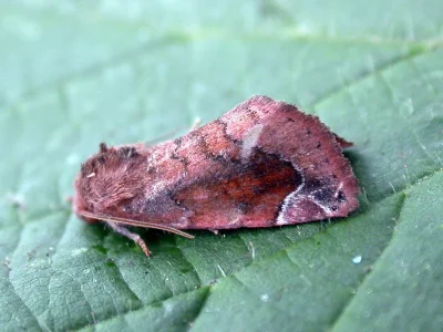 Cosmia (Calymnia) pyralina