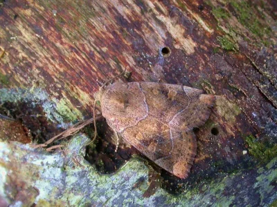 Cosmia (Calymnia) trapezina