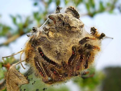 Euproctis (Euproctis) chrysorrhoea