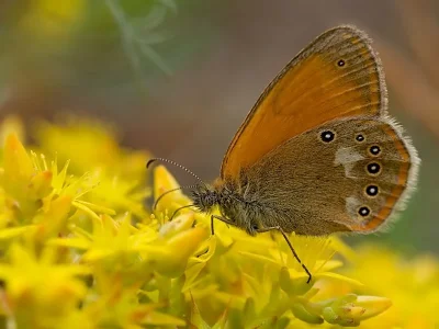 Coenonympha glycerion
