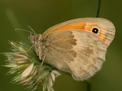Coenonympha pamphilus