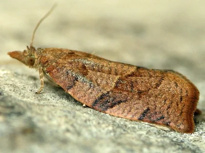 Pandemis heparana