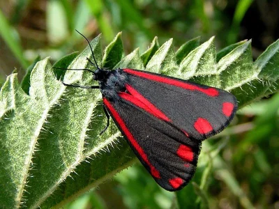Tyria jacobaeae