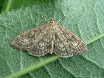 Anania lancealis