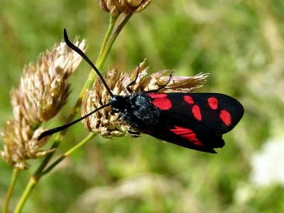 Zygaena (Zygaena) filipendulae
