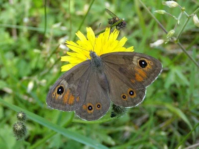 Lasiommata maera