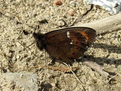 Erebia ligea