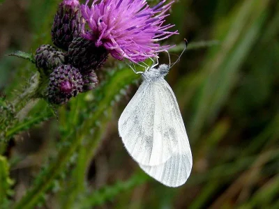 Leptidea sinapis