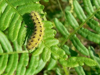 Zygaena (Z.) trifolii