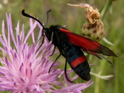 Zygaena (Mesembrynus) cynarae
