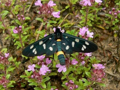 Amata (Syntomis) phegea